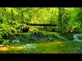 Relaxing River Sound Beautiful Forest Sound Peaceful Birds Chirping Natural Sound Meditation Yoga