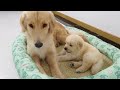 Golden Retriever Attacked by Puppy