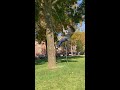 Climbing a Tree with Only a Rope