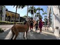 Cash 2.0 Great Dane on Rodeo Drive in Beverly Hills 62