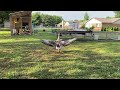 Our goose takes a bath and then has a big flutter