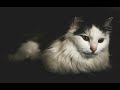 MUSIC THERAPY FOR CATS - Make Your Cat Happy, Relaxation Music, Deep Sleep