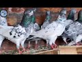 top 10 kabootar for sale//low paraiz pigeon for sale//@Lahorepigeons86//#vilar