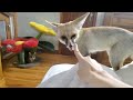 Sand fox vs Siamese cat
