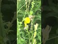 American gold finch male collecting nest material