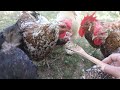 Roaming Chickens Outside - I Made Natural Chick Feed for Fast Growth - Egg Collection - Farm Works