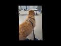 Anxious Dog Visits the Vet