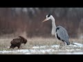 Grey heron fights common buzzard / czapla siwa i myszołów / Canon 400mm 5.6 , Canon 7D / bird fight