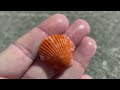 Looking for seashells on a Florida island. My weekly beach therapy.