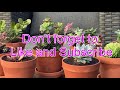 Succulent Home Care