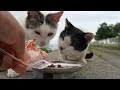The mother cat said to follow me, so I followed her... Impressed cat video.god bless!