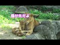 ママから離れない男子くん💖可愛すぎて観客がキュンです😍とべ動物園の赤ちゃんライオン