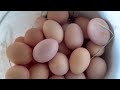 Pops Farm Fresh Eggs: The Chicken Barn Tour