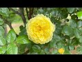 【4K】京成バラ園 Keisei Rose Garden 2023年4月24日の開花状況