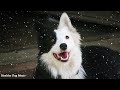 Music for dogs left alone at home💖🐶 Relaxing Sleep music. Dog Music