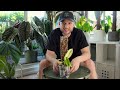12 MONTHS OF GROWTH - Philodendron 'Florida Beauty' - Plant Spotlight & Care Tips