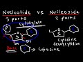 Nucleic Acids - RNA and DNA Structure - Biochemistry