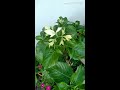Mussaenda plant - How to grow and care summer flowering plant Mussaenda 🌼🌼🌼