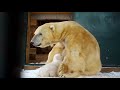 Britain's First Polar Bear Cub In 25 Years!