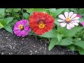 Wildflowers, butterflies and Eastview, Kentucky