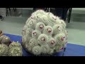 San Diego Cactus & Succulent Society Summer Show 2023 Pt. 2/5