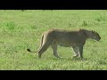 Magical Moments: Baby Lion Cubs and Their Mother in Southern Serengeti