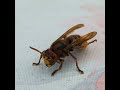 Working with VESPA CRABRO