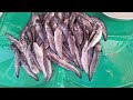 DINAGSA NG ATING KABABAYAN ANG MURANG PRESYO NGAYON LINGGO #malabon #buraotan #fishport #kafarmer