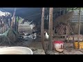 LATEST UPDATE FREE RANGE MUSCOVY DUCKS BACKYARD FARM !