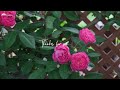 Roses of May Vol.2 | Garden 2023