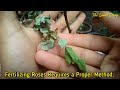 5-Reasons / Why the Rose Plant is Dying? - Pure Greeny