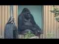 The future of the Gorilla Bros will involve the African countries of Congo and Gabon｜Momotaro family