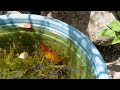 Natural habitat for my Guppies, Mollies and Betta Fish | No Airpump, Filter
