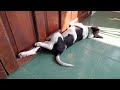 Funniest Cats And Dogs Videos 😺The comical sleeping position of the puppy