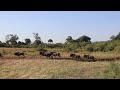 Wildebeest Crossing Mara River - Great Migration 2024 - Maasai Mara, Kenya