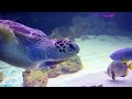 Massive Sea Creatures in 4K Aquarium - Don't Blink! The Underwater Wonderland, Relaxation Film