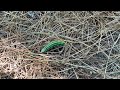 Beautiful green caterpillar! (Northern Pine Sphinx Moth)