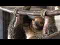 Sloth Encounter at Indian Creek Zoo, September 30, 2021