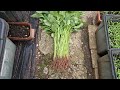 Hobbyist Gardening UK 2024 | Harvesting  Spiny Green Amaranthus in July | Passionate Gardener UK