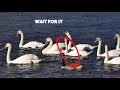 Swan Funny Video😂/Jealousy Is Real/Is This Jealousy?#Short