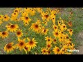 RUDBECKIA AMERICAN GOLD RUSH Black Eyed flowers...SEOUL KOREA 🇰🇷 .