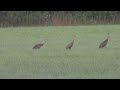 Sandhill Cranes in Ohio.  July, 2024