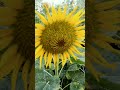 sunflower #gardening #flower #farming