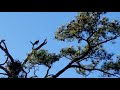 Osprey near nest, calling to mate.