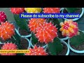 All about flowering cactus