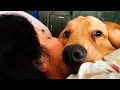 Life with 3 Golden Retrievers - Night to Morning