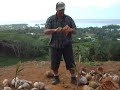 How to open a coconut husk