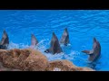 FUNNY, AMAZING, BEST DOLPHIN SHOW