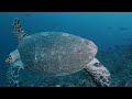 The Colors of the Ocean (4K ULTRA HD) - The Best 4K Sea Animals for Relaxation & Relaxing Sleep #4