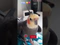 Monty The Naughty Cockatiel's weekly moments. ❤️❤️part 54❤️❤️ #monty #viral